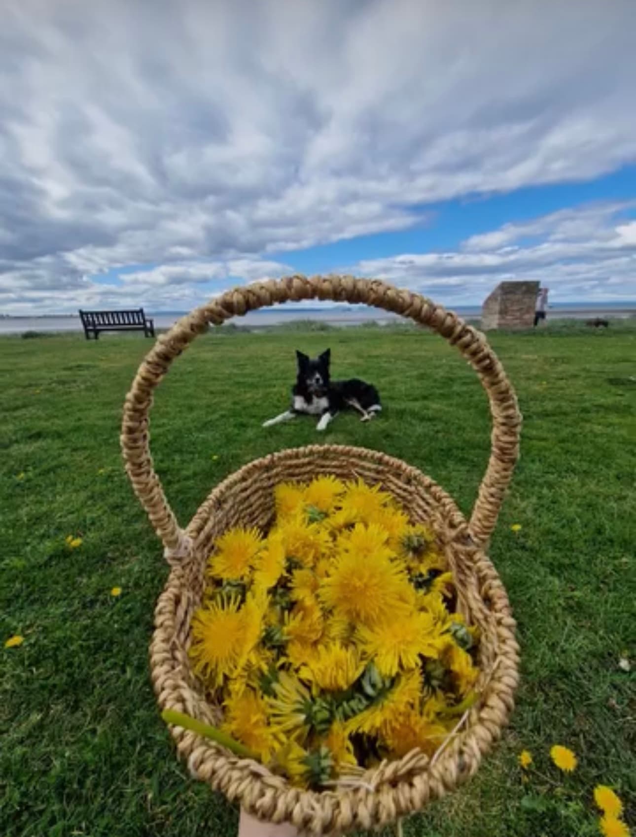 Joey with a basket of dandelions