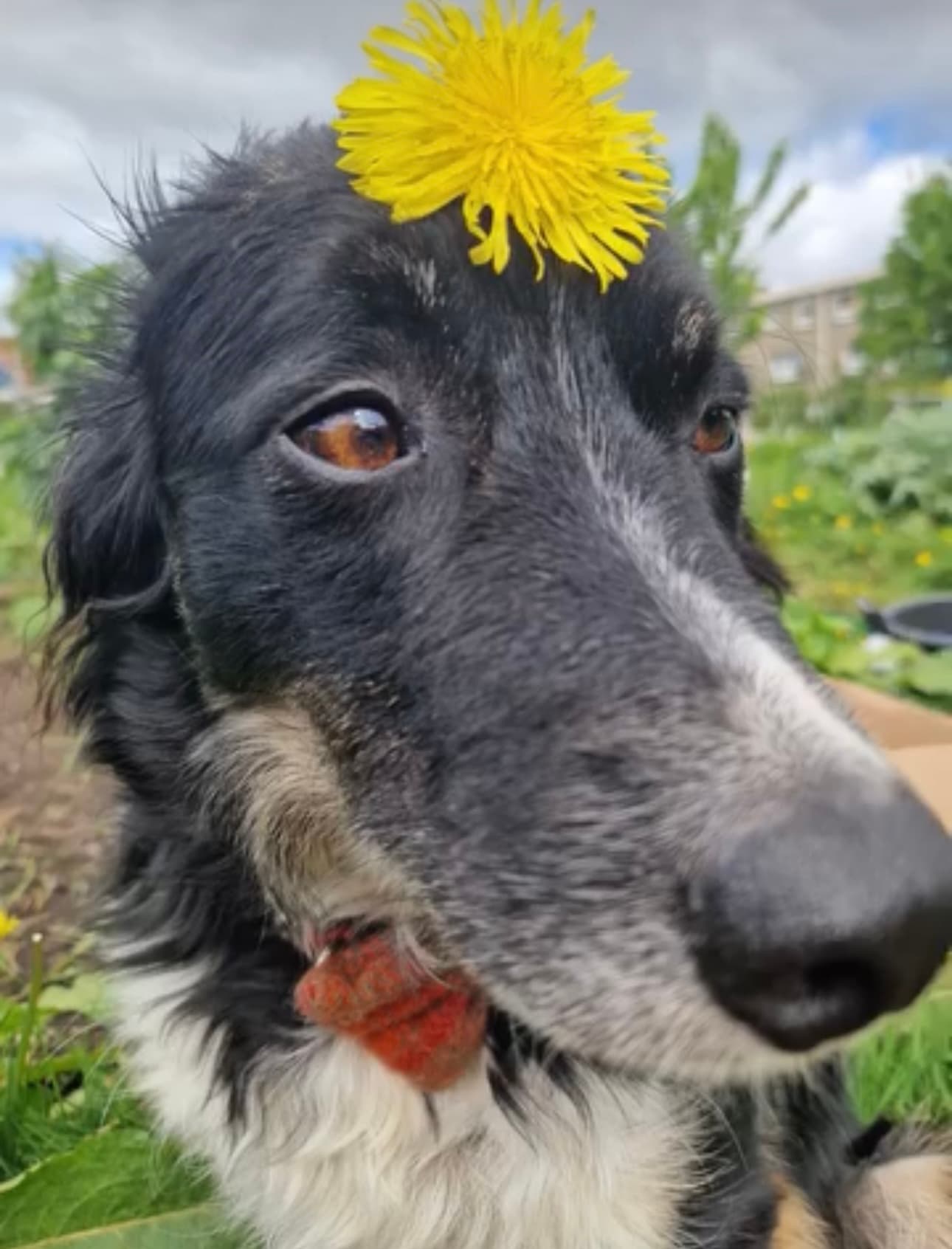 Close up of Joey with dandelion