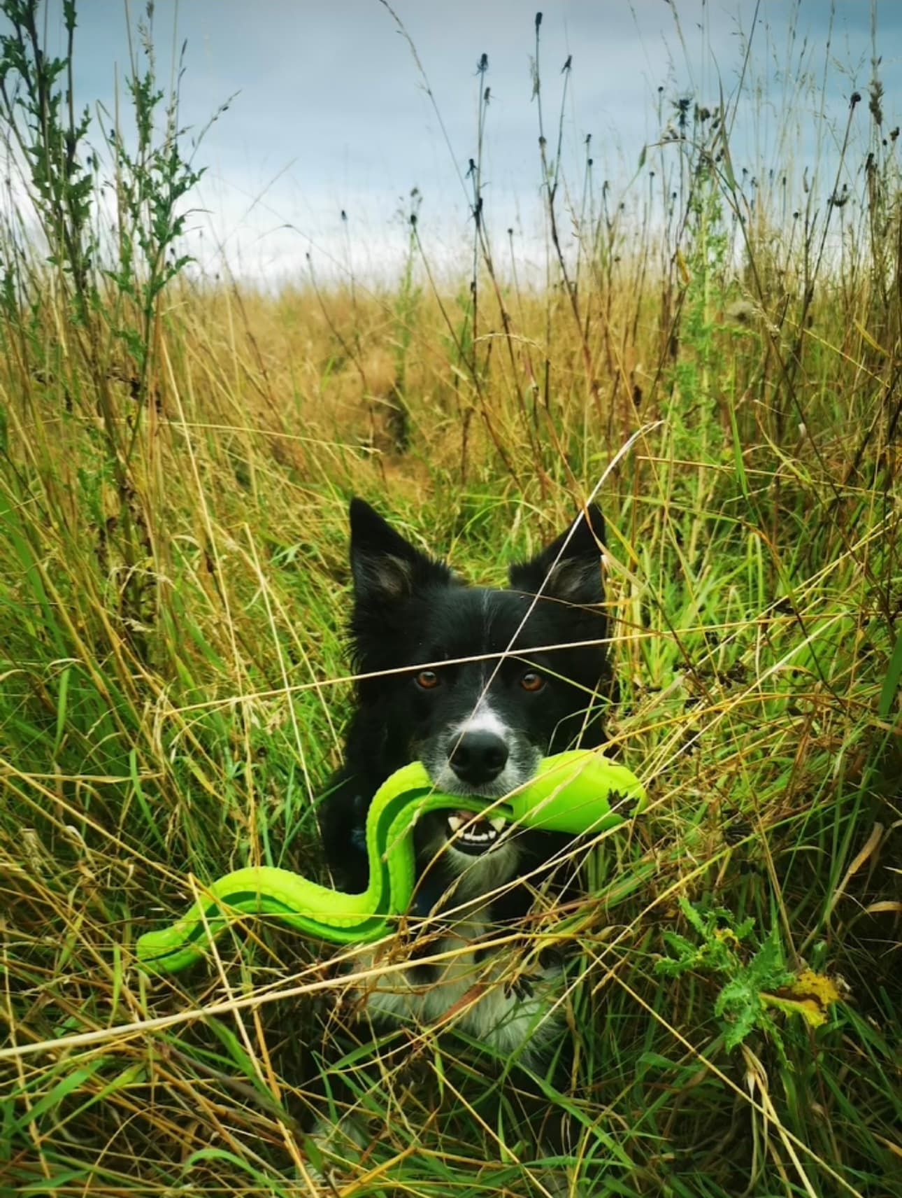 Joey with grass in his mouth