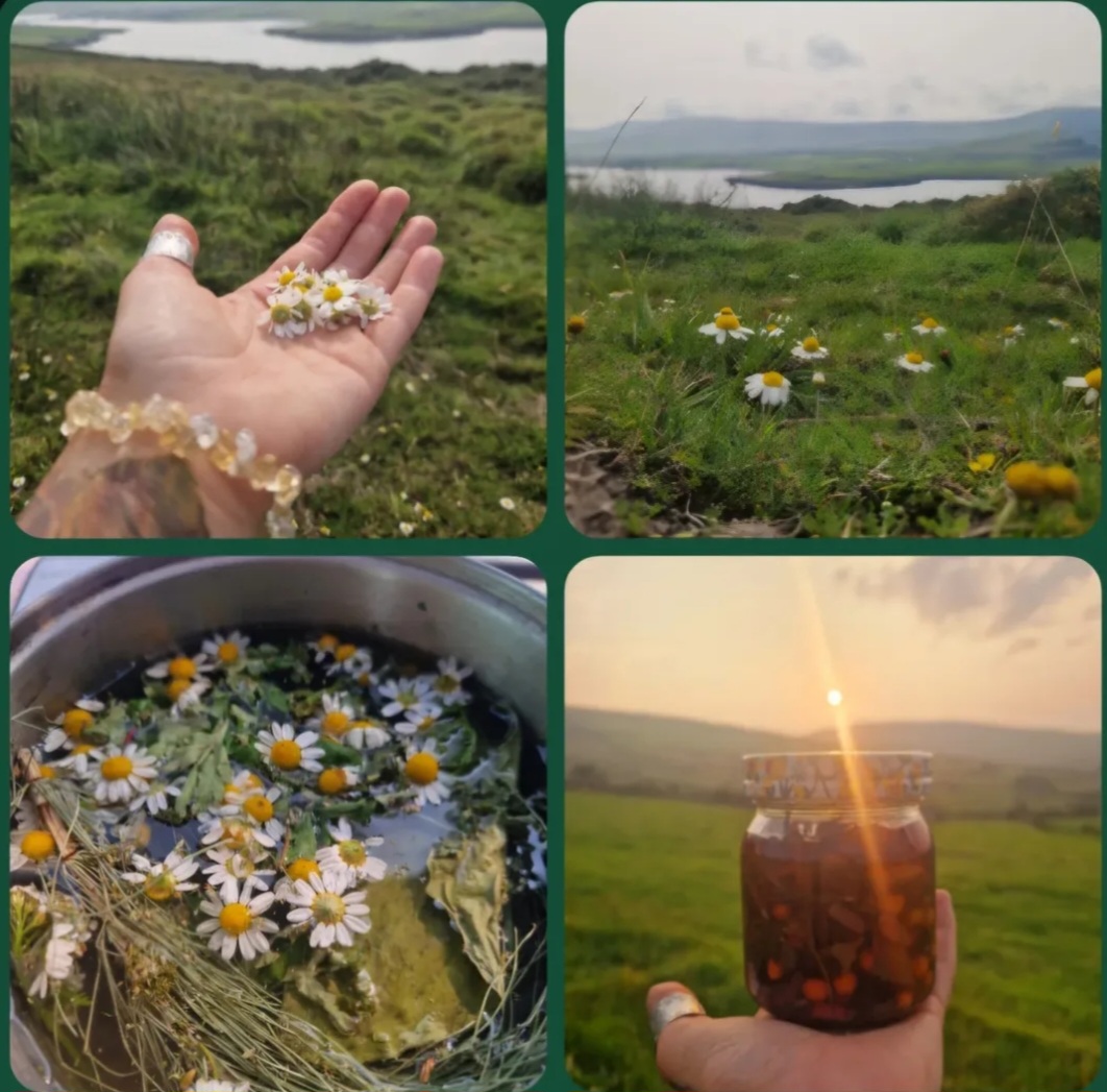 Herbal preparations collage