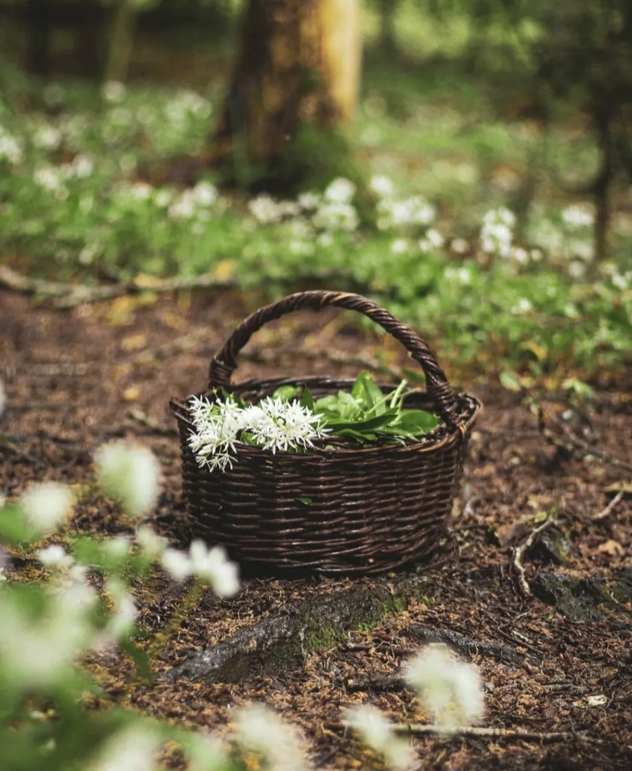 Herb & Soul - Healing through herbalism and nature immersion