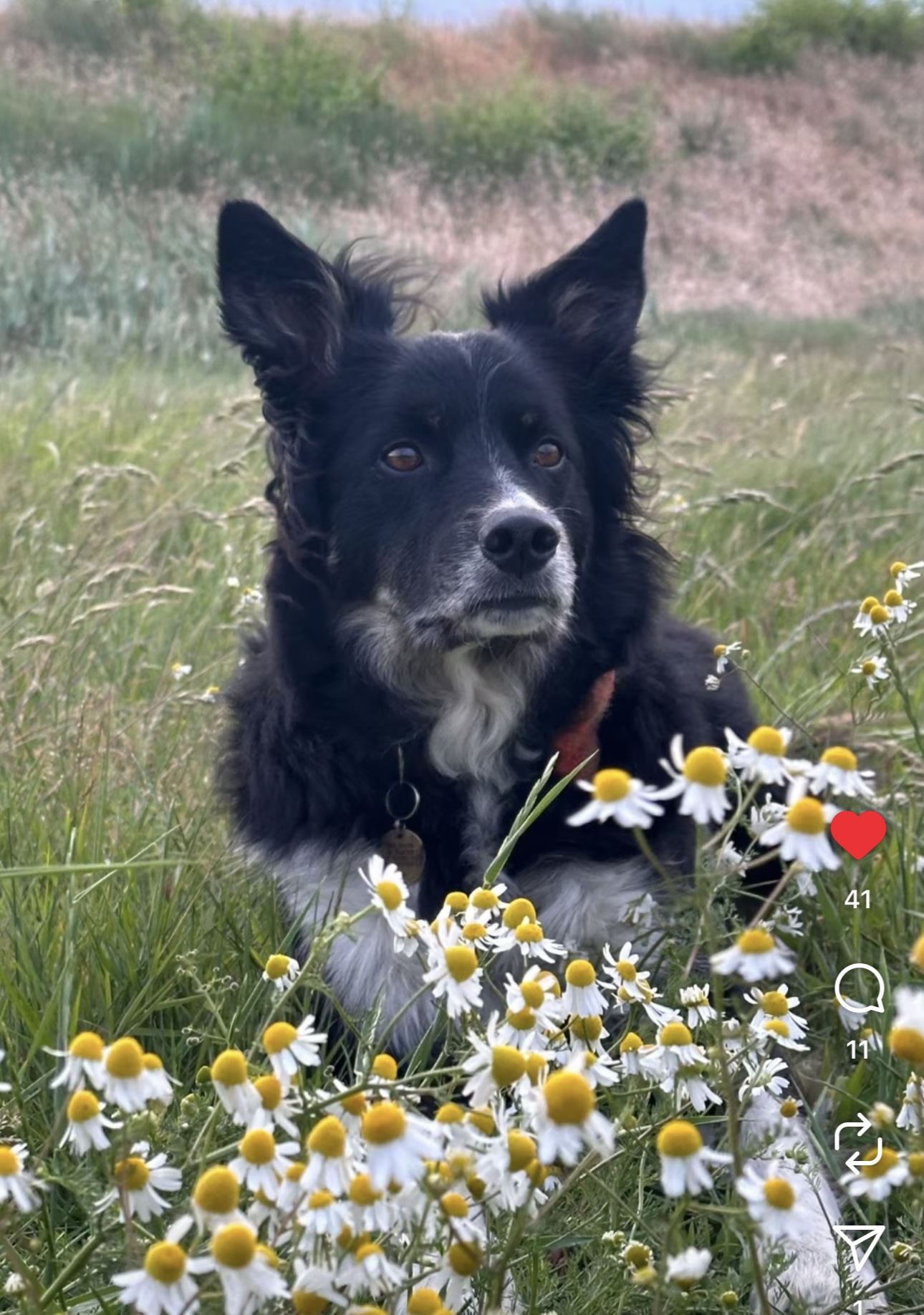 Joey in chamomile meadow