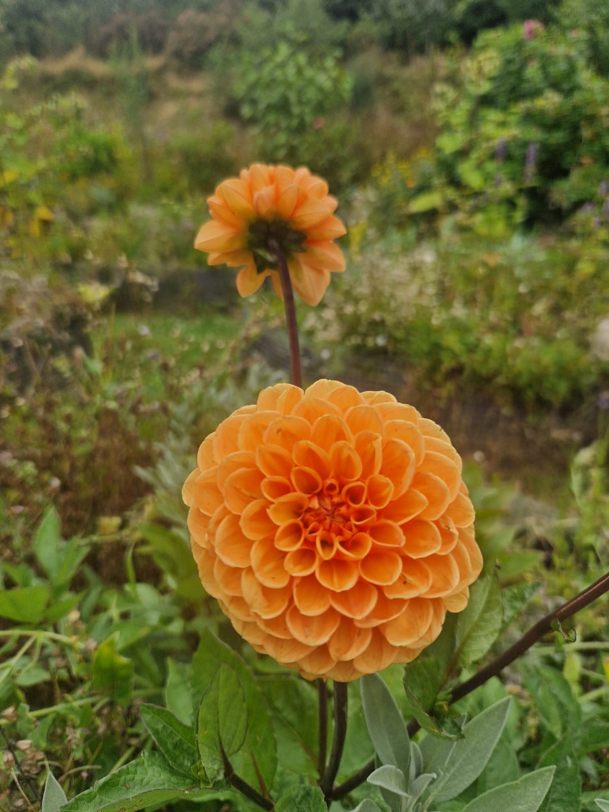 An orange flower in the herb garden