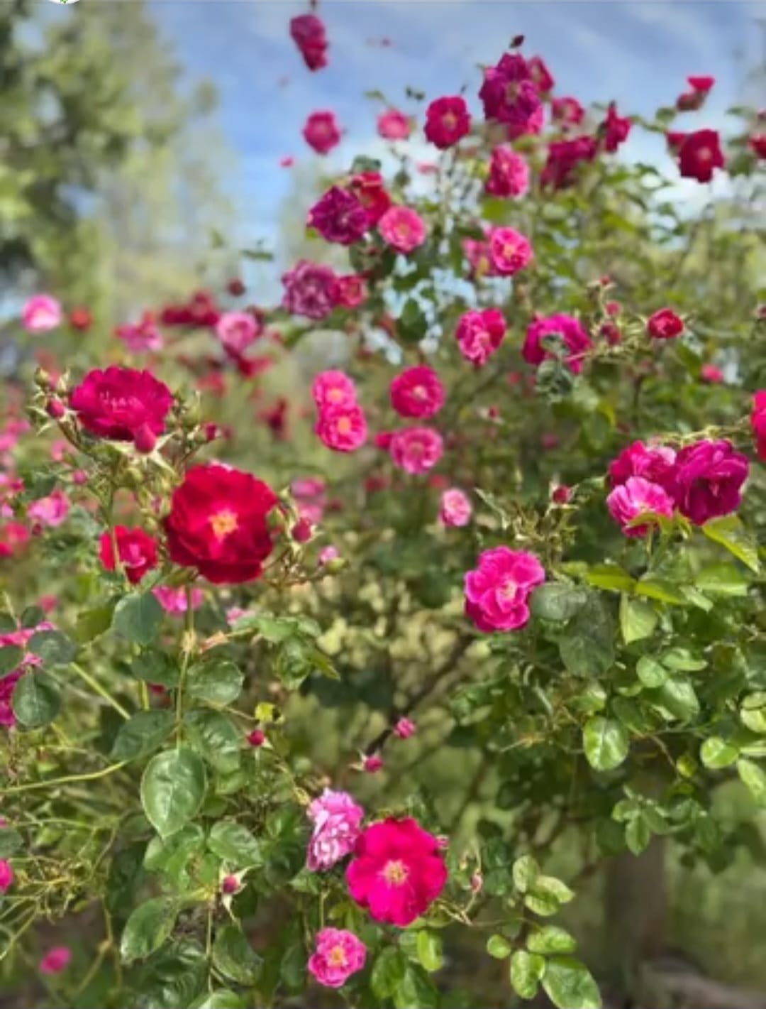 Freshly picked posies
